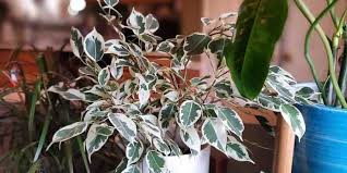 Image result for ficus benjamina en casa