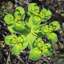Image result for Euphorbia zambesiana