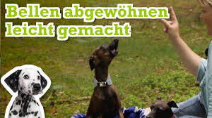 Haushund hunde erziehen hund bellt hundetricks hunde kleine hunde dackel glückliche hunde hundehaltung. Hund Bellen Abgewohnen Hund Bellt Standig Was Kann Man Tun Tipps Tricks Zur Hundeerziehung Youtube