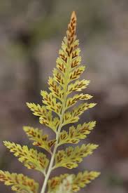 Image result for Asplenium africanum