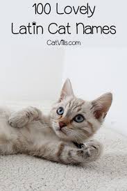 100 Lovely Latin Names For Cats Male Female Catvills In 2020 Girl Cat Names Cute Cat Names Cat Names