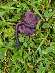 Image result for site:byggahus.se mörkare