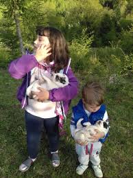 Superzaur împarte flori și zâmbete de 8 martie. Cazare Ferma Agroturistica Pensiune Cabana Bran Brasov Rasnov Dino Parc Moieciu Dracula Fermaagroturistica