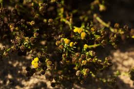 Image result for Grangea anthemoides