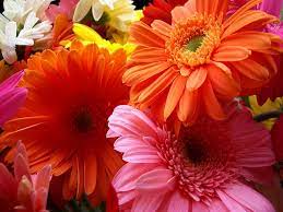 Flowers For Flower Lovers Flowers Beauty Desktop Wallpapers Flowers Desktop Wall Beautiful Flowers Wallpapers Flower Pictures Beautiful Flowers Pictures
