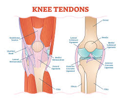 When a tear is caused by a medical condition — like tendinitis — the tear usually occurs in the middle of the tendon. What Is Patellar Tendinitis Summit Physiotherapy