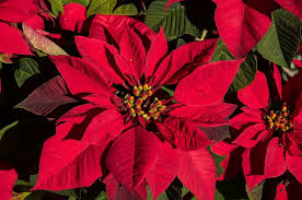 La flor de pascua (euphorbia pulcherrima) es, por excelencia, la flor de la navidad. La Flor De Pascua Descripcion Y Explicaciones Plantas