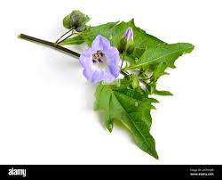 Image result for Nicandra physalodes