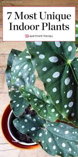 7 Houseplants With The Most Unique Leaves We Ve Ever Seen In 2020 House Plants Indoor Inside Plants Plants