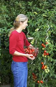 10 Tipps Fur Den Anbau Von Tomaten Tomaten Garten Tomaten Pflanzen Tomaten Pflanzen Balkon