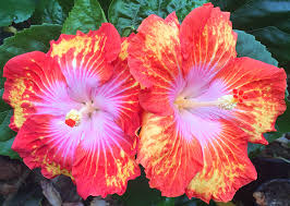 Image result for Hibiscus