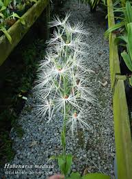 Image result for Habenaria mosambicensis