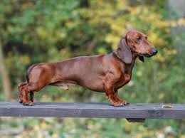 Image result for jezevčík hladkosrstý