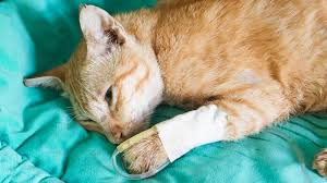 Op, chemo oder einschläfern lassen? Pankreatitis Bei Katzen Bauchspeicheldrusenentzundung Tiergesund De