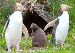 Challenge them to a trivia party! Ten Amazing Animals Whose Names Begin With The Letter H