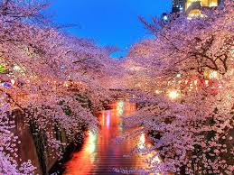 Check spelling or type a new query. Sakura Tree Hd Wallpapers Free Download Wallpaperbetter