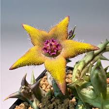 Image result for Orbea paradoxa