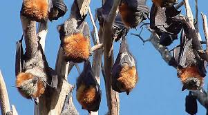 Nipah virus is also known to. Nipah Virus Symptoms Prevention And Cure All Your Questions Answered India News The Indian Express