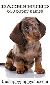 Adopt sir weenie a brown/chocolate pug / dachshund dog in helena, al (31088495) dachshund · helena, al. Dachshund Names 300 Ideas For Naming Your Wiener Dog