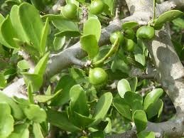 Image result for Pyrostria