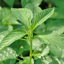 Image result for Corchorus olitorius