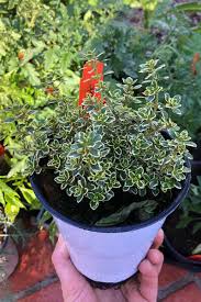 We did not find results for: How To Plant And Grow Lemon Thyme Gardener S Path