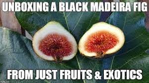 Order quality fruit from the farm. Figs Unpacking A Black Madeira From Just Fruits Exotics Youtube
