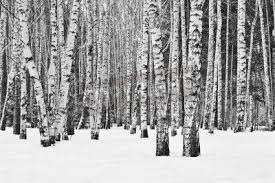 Black And White Forest Wall Mural Pin On Ski Lodge Decorating Ideas