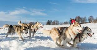 Apprivoisez les chiens de traîneaux en savoie à la faveur d'une randonnée accompagné chiens de traineaux venez découvrir les plaisirs du chien de traineaux et profitez du. Course Chiens De Traineau