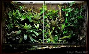 Josh Moore Vivarium Fish Plants Tree Frogs