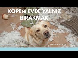 Kopegi Evde Yalniz Birakmak Youtube