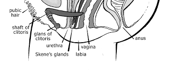 The uterus is median (about 8cm the uterine artery arises from the internal iliac artery in the pelvis. Http Www Concordcarlisle Org Dmcgrath Wp Content Uploads Sites 36 2014 03 Reproductive System Pdf