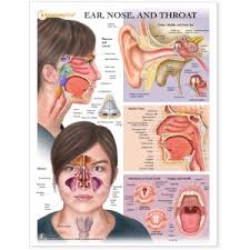 Nose Model Ent Charts Nose Sinus Anatomy