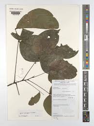 Image result for Agelaea pentagyna