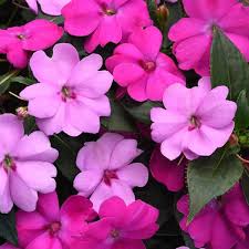 Image result for Impatiens salpinx