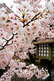 Sekarang media pembelajaran sangat banyak seperti internet atau website seperti archizone ini. 80 Ide Bunga Sakura Bunga Sakura Sakura Bunga