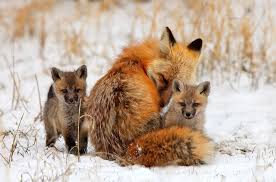 Maybe you would like to learn more about one of these? Cute Baby Fox Google Search On We Heart It