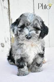 We are a bernedoodle breeder located on 20 acres in addison, michigan near the ohio line. Blackie Mini Bernedoodle Puppy For Sale In Millersburg Oh Happy Valentines Day Happyvalentinesday2016i