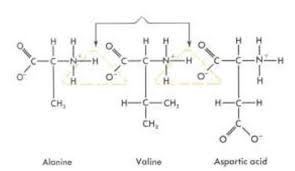 Polypeptides are chains of amino acids. Polypeptide Chain Formation From Three Amino Acids Giving Structure Download Scientific Diagram