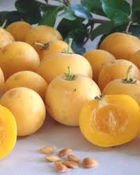 Image result for Dovyalis sp. A