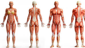 Check spelling or type a new query. Barem Anatomie Bac 2017 S A Publicat Baremul La Anatomie 2017 Pe Edu Ro