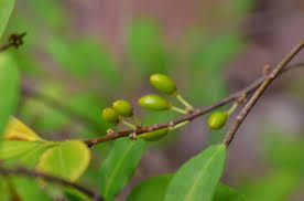 Image result for Erythroxylaceae