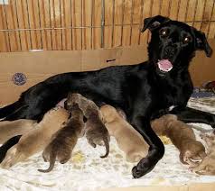 17,810 likes · 502 talking about this. Pittsylvania County Puppies Find New Mom In Pennsylvania News Chathamstartribune Com