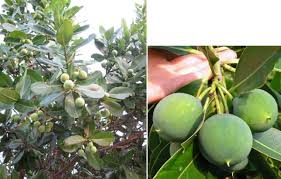 Image result for Calophyllum inophyllum