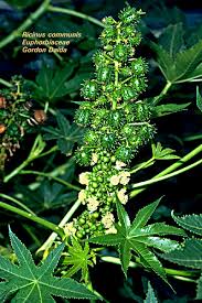 Image result for Euphorbiaceae