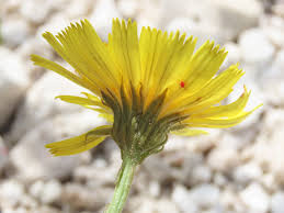 Image result for Tolpis