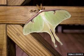 It is an economically important insect, being a primary producer of silk. Luna Moth Home Garden Information Center