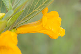 Image result for Adenocalymma