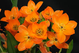 Image result for Ornithogalum