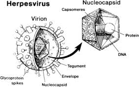 The herpes virus enters (infects) cells through protein molecules on the cell's surface. Herpes Simplex Virus And Cancer Microbewiki